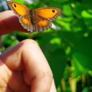 a person holding a butterfly